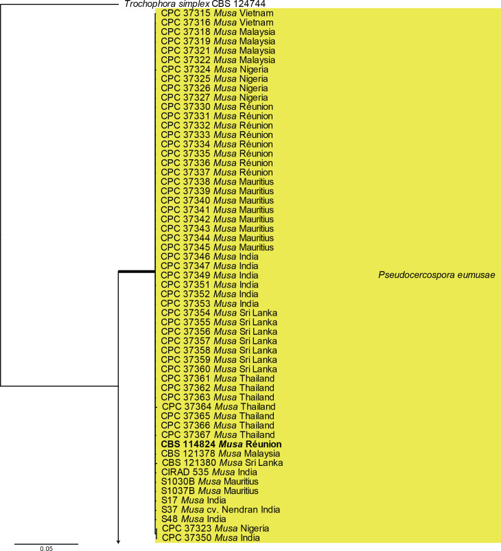 <i>Pseudocercospora</i> and allied genera associated with leaf spots of banana (<i>Musa</i> spp.).