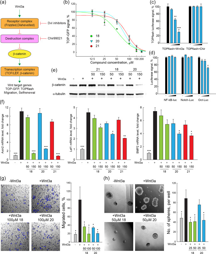 Small-molecule inhibitors of the PDZ domain of Dishevelled proteins interrupt Wnt signalling.