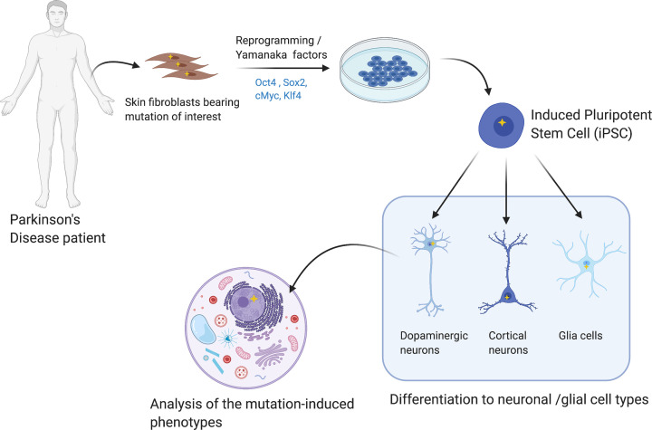 α-synuclein pathogenesis in hiPSC models of Parkinson's disease.