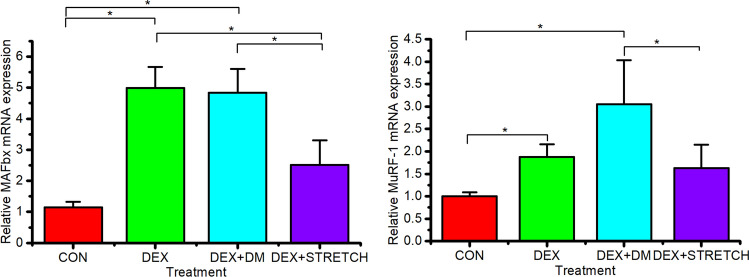 Mechanical loading of tissue engineered skeletal muscle prevents dexamethasone induced myotube atrophy.