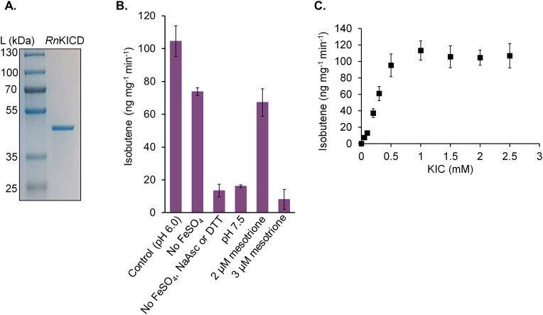 Isobutene production in Synechocystis sp. PCC 6803 by introducing α-ketoisocaproate dioxygenase from Rattus norvegicus