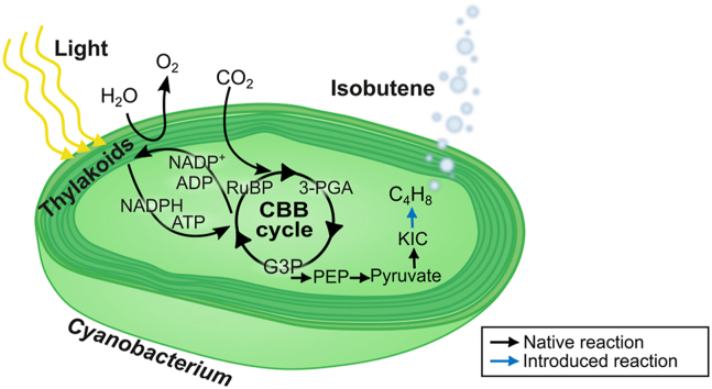 Isobutene production in Synechocystis sp. PCC 6803 by introducing α-ketoisocaproate dioxygenase from Rattus norvegicus