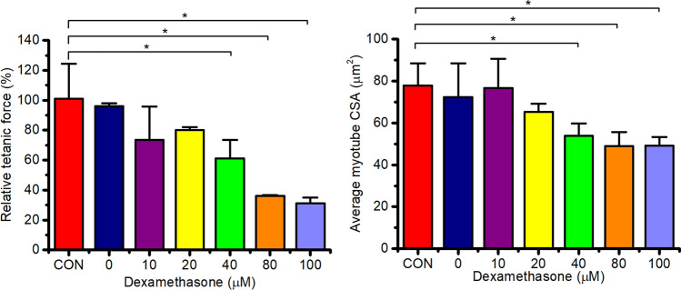 Mechanical loading of tissue engineered skeletal muscle prevents dexamethasone induced myotube atrophy.
