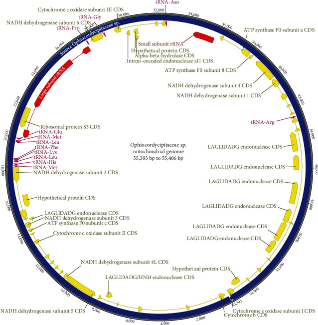 A Comparative Analyses of the Complete Mitochondrial Genomes of Fungal Endosymbionts in <i>Sogatella furcifera</i>, White-Backed Planthoppers.