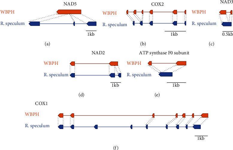 A Comparative Analyses of the Complete Mitochondrial Genomes of Fungal Endosymbionts in <i>Sogatella furcifera</i>, White-Backed Planthoppers.