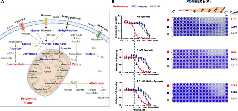 Impaired anaplerosis is a major contributor to glycolysis inhibitor toxicity in glioma.