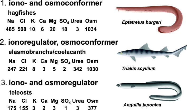 The digestive tract as an essential organ for water acquisition in marine teleosts: lessons from euryhaline eels.