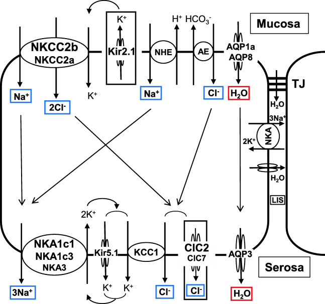 The digestive tract as an essential organ for water acquisition in marine teleosts: lessons from euryhaline eels.