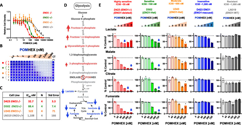 Impaired anaplerosis is a major contributor to glycolysis inhibitor toxicity in glioma.