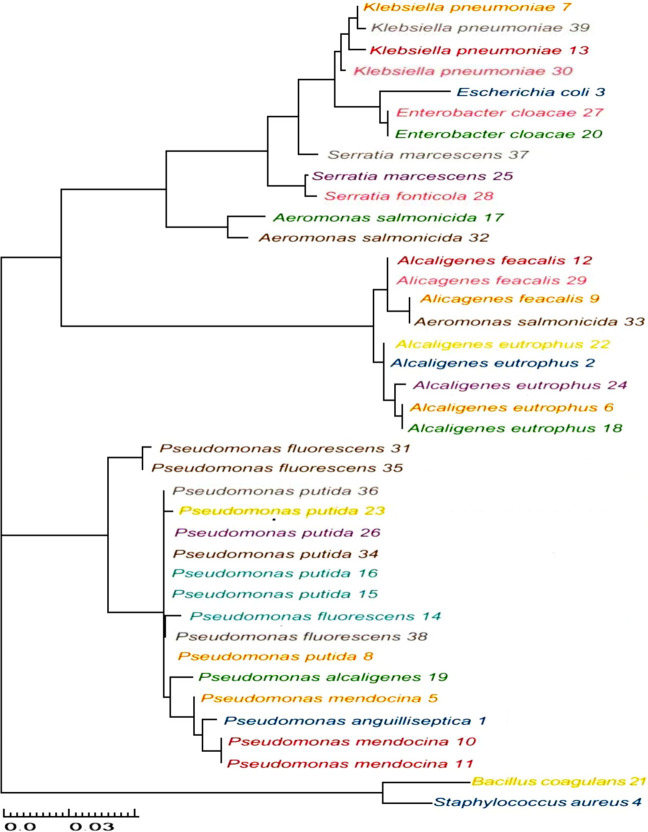 First Description of Various Bacteria Resistant to Heavy Metals and Antibiotics Isolated from Polluted Sites in Tunisia.