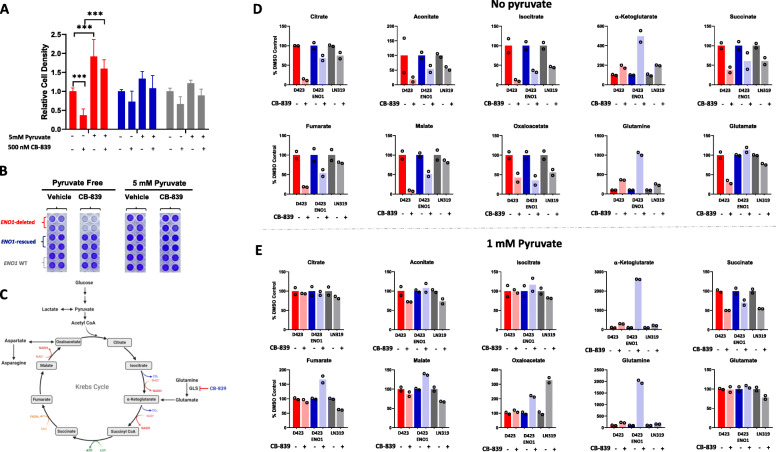 Impaired anaplerosis is a major contributor to glycolysis inhibitor toxicity in glioma.