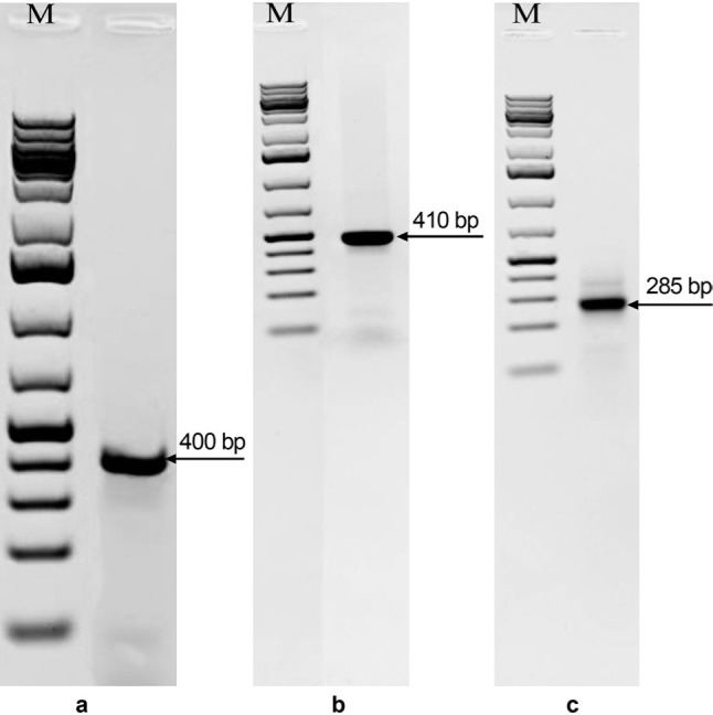 First Description of Various Bacteria Resistant to Heavy Metals and Antibiotics Isolated from Polluted Sites in Tunisia.