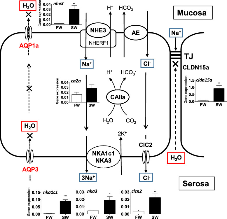 The digestive tract as an essential organ for water acquisition in marine teleosts: lessons from euryhaline eels.