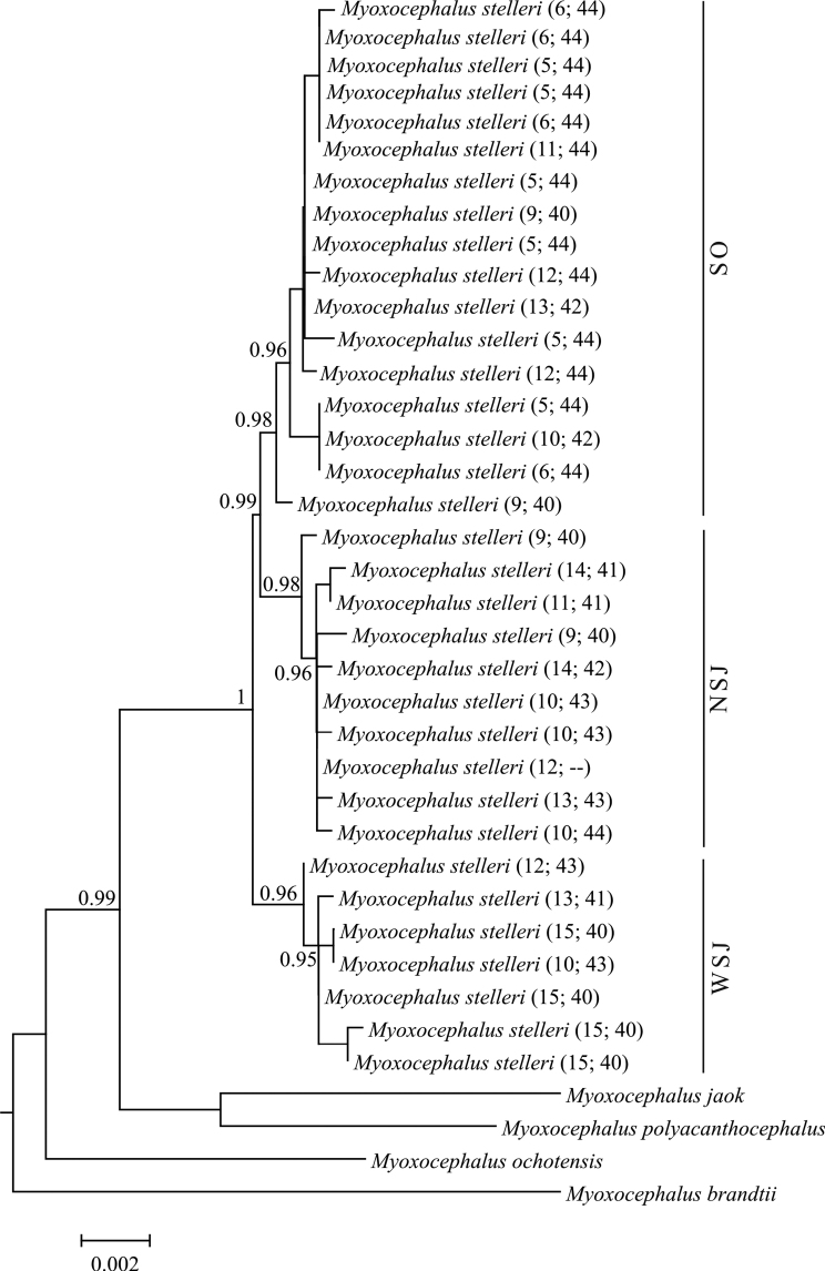 Differentiation of the frog sculpin <i>Myoxocephalus stelleri</i> Tilesius, 1811 (Actinopterygii, Cottidae) based on mtDNA and karyotype analyses.