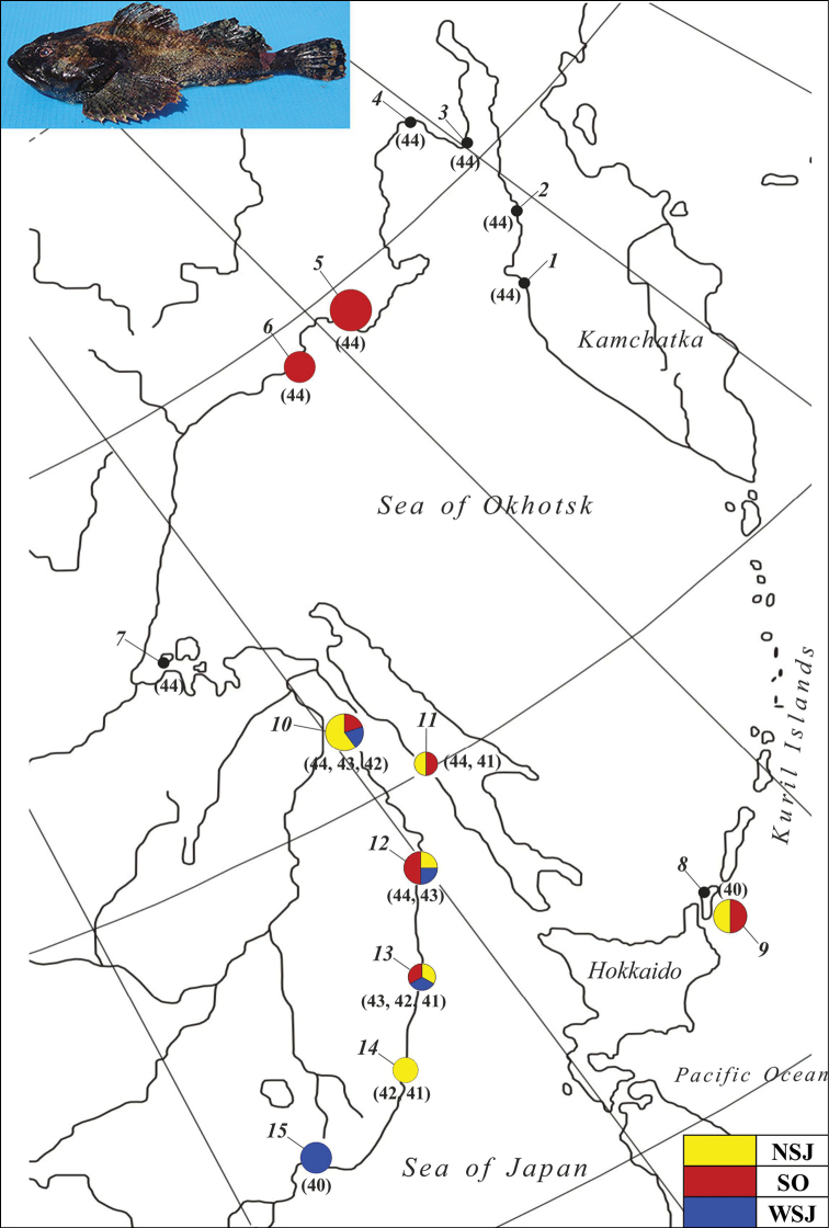 Differentiation of the frog sculpin <i>Myoxocephalus stelleri</i> Tilesius, 1811 (Actinopterygii, Cottidae) based on mtDNA and karyotype analyses.