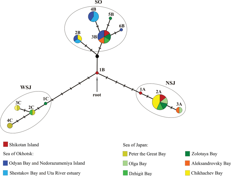 Differentiation of the frog sculpin <i>Myoxocephalus stelleri</i> Tilesius, 1811 (Actinopterygii, Cottidae) based on mtDNA and karyotype analyses.