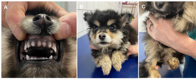 Osteogenesis Imperfecta in Two Finnish Lapphund Puppies.