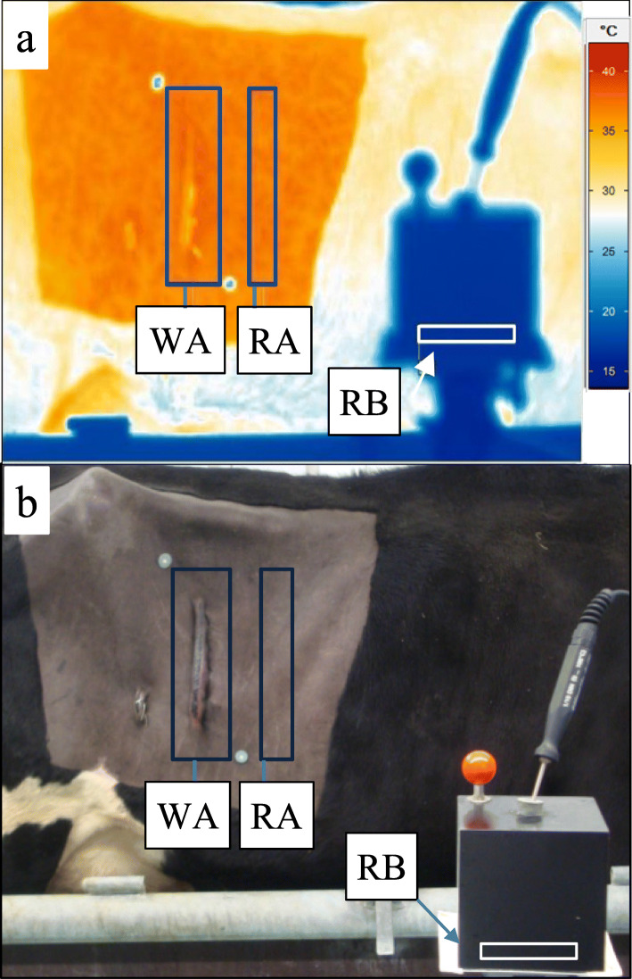 Postoperative wound assessment in cattle: How reliable is the back hand palpation?