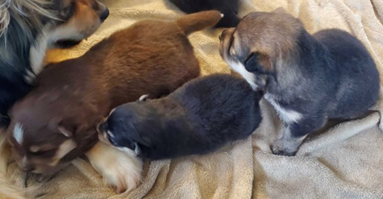 Osteogenesis Imperfecta in Two Finnish Lapphund Puppies.