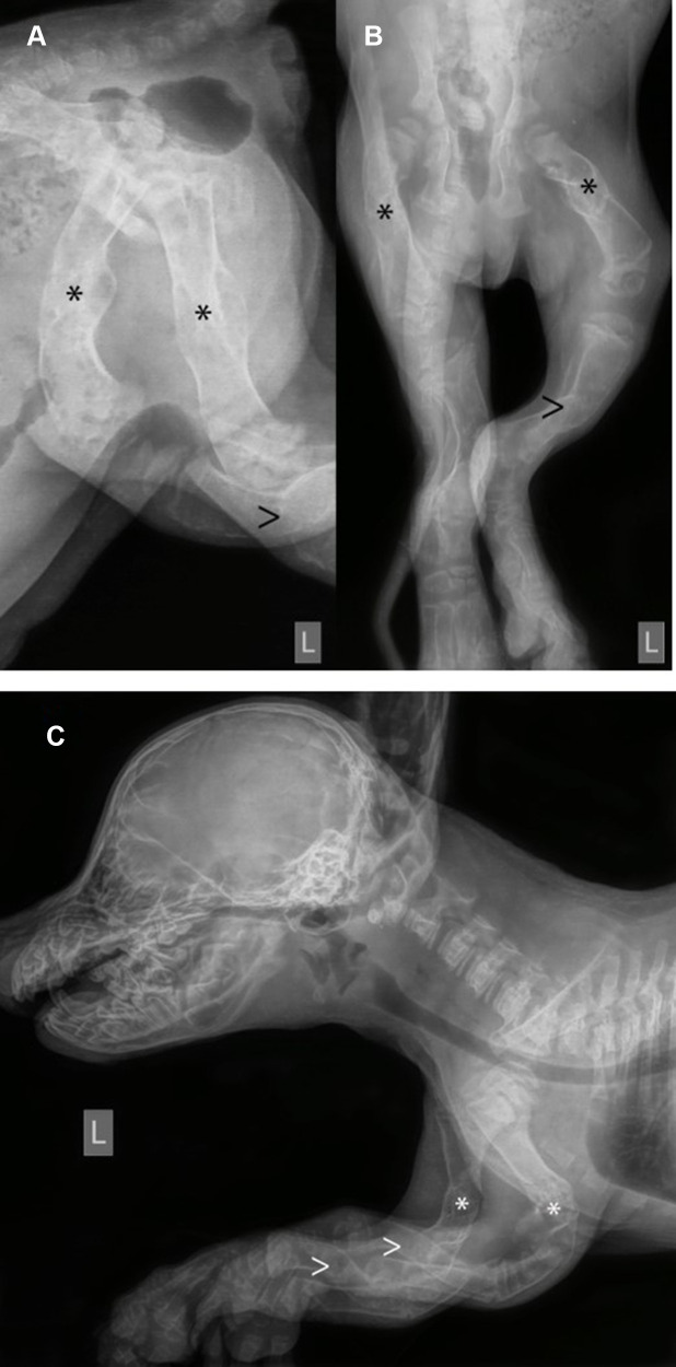 Osteogenesis Imperfecta in Two Finnish Lapphund Puppies.