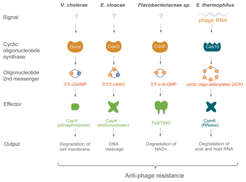 cGAS-STING: insight on the evolution of a primordial antiviral signaling cassette.