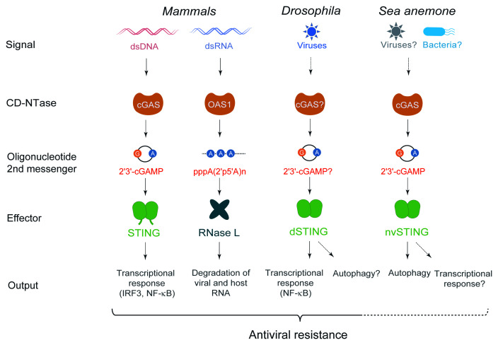 cGAS-STING: insight on the evolution of a primordial antiviral signaling cassette.