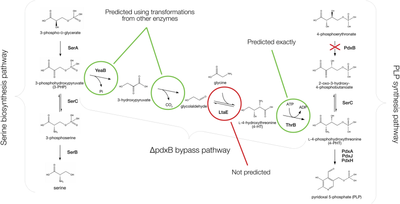 Analysis of metabolic network disruption in engineered microbial hosts due to enzyme promiscuity