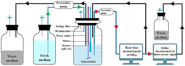 Integrated laboratory evolution and rational engineering of GalP/Glk-dependent Escherichia coli for higher yield and productivity of L-tryptophan biosynthesis