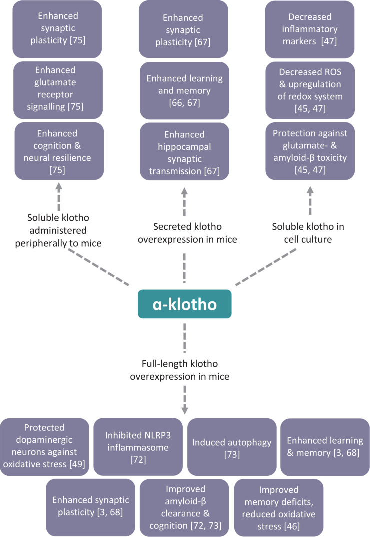 Exploiting the neuroprotective effects of α-klotho to tackle ageing- and neurodegeneration-related cognitive dysfunction.