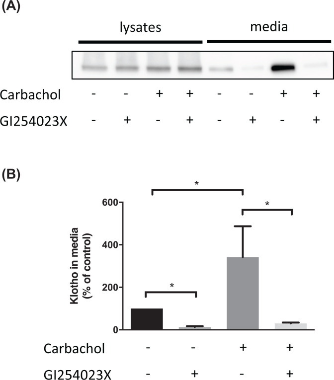 Exploiting the neuroprotective effects of α-klotho to tackle ageing- and neurodegeneration-related cognitive dysfunction.