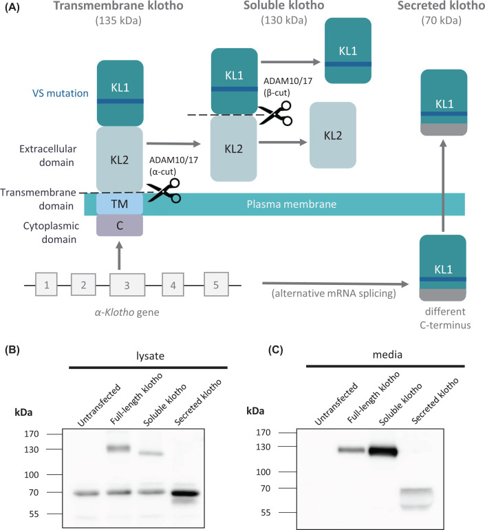 Exploiting the neuroprotective effects of α-klotho to tackle ageing- and neurodegeneration-related cognitive dysfunction.