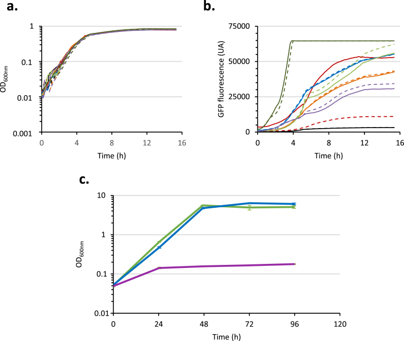 Engineering of a new Escherichia coli strain efficiently metabolizing cellobiose with promising perspectives for plant biomass-based application design