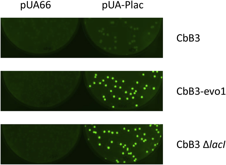 Engineering of a new Escherichia coli strain efficiently metabolizing cellobiose with promising perspectives for plant biomass-based application design