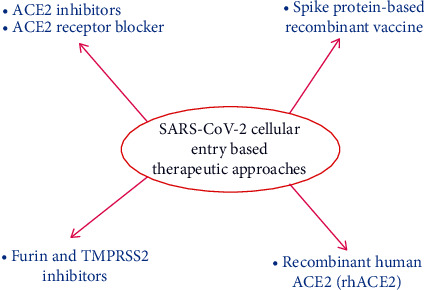 Exploring the Mystery of Angiotensin-Converting Enzyme II (ACE2) in the Battle against SARS-CoV-2.