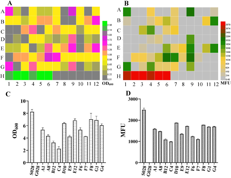 Integrated laboratory evolution and rational engineering of GalP/Glk-dependent Escherichia coli for higher yield and productivity of L-tryptophan biosynthesis