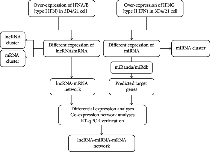 Analysis of lncRNA, miRNA, and mRNA Expression Profiling in Type I IFN and Type II IFN Overexpressed in Porcine Alveolar Macrophages.