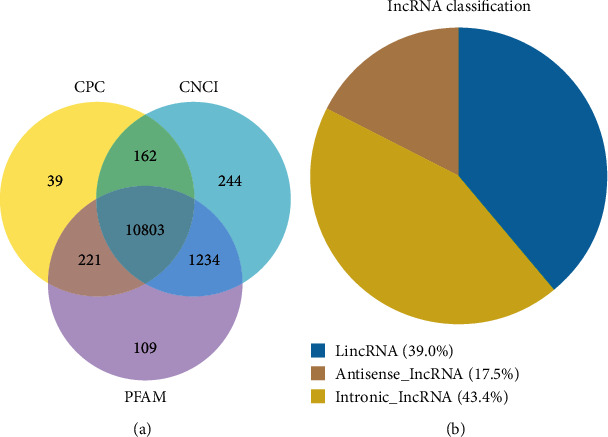 Analysis of lncRNA, miRNA, and mRNA Expression Profiling in Type I IFN and Type II IFN Overexpressed in Porcine Alveolar Macrophages.