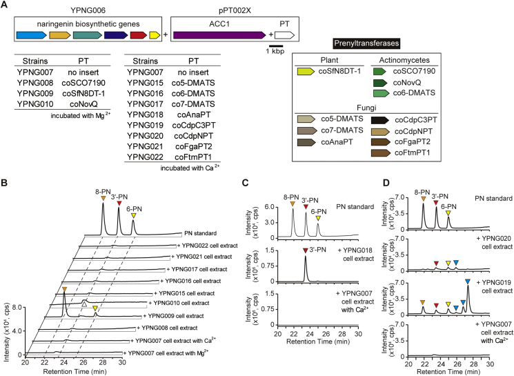 Synthetic production of prenylated naringenins in yeast using promiscuous microbial prenyltransferases