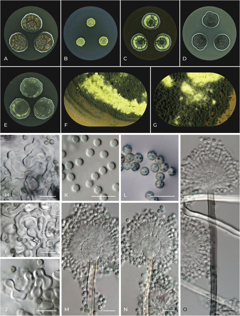 Re-examination of species limits in Aspergillus section Flavipedes using advanced species delimitation methods and description of four new species