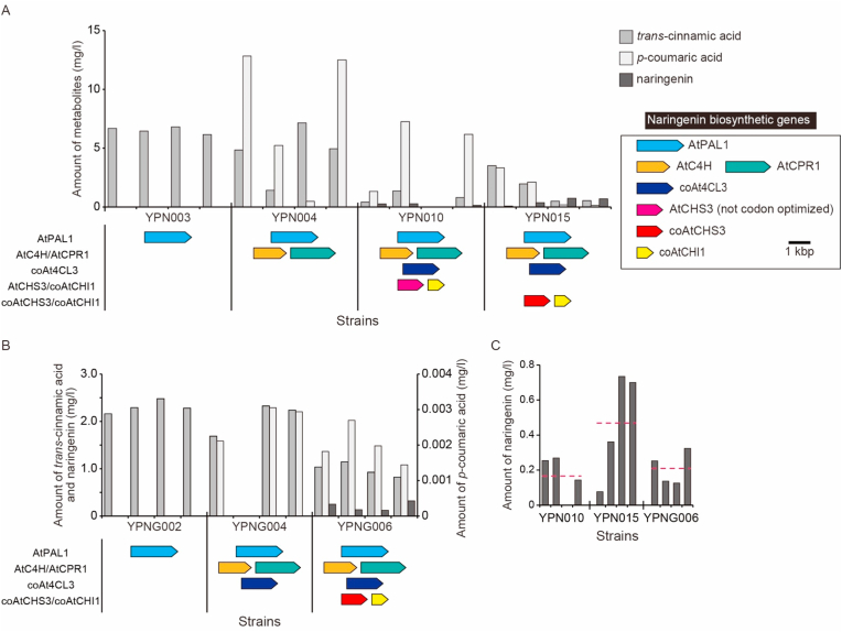 Synthetic production of prenylated naringenins in yeast using promiscuous microbial prenyltransferases