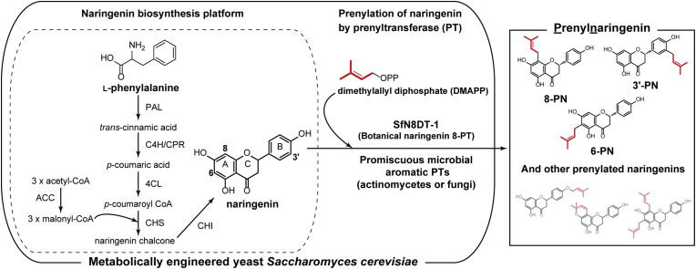 Synthetic production of prenylated naringenins in yeast using promiscuous microbial prenyltransferases