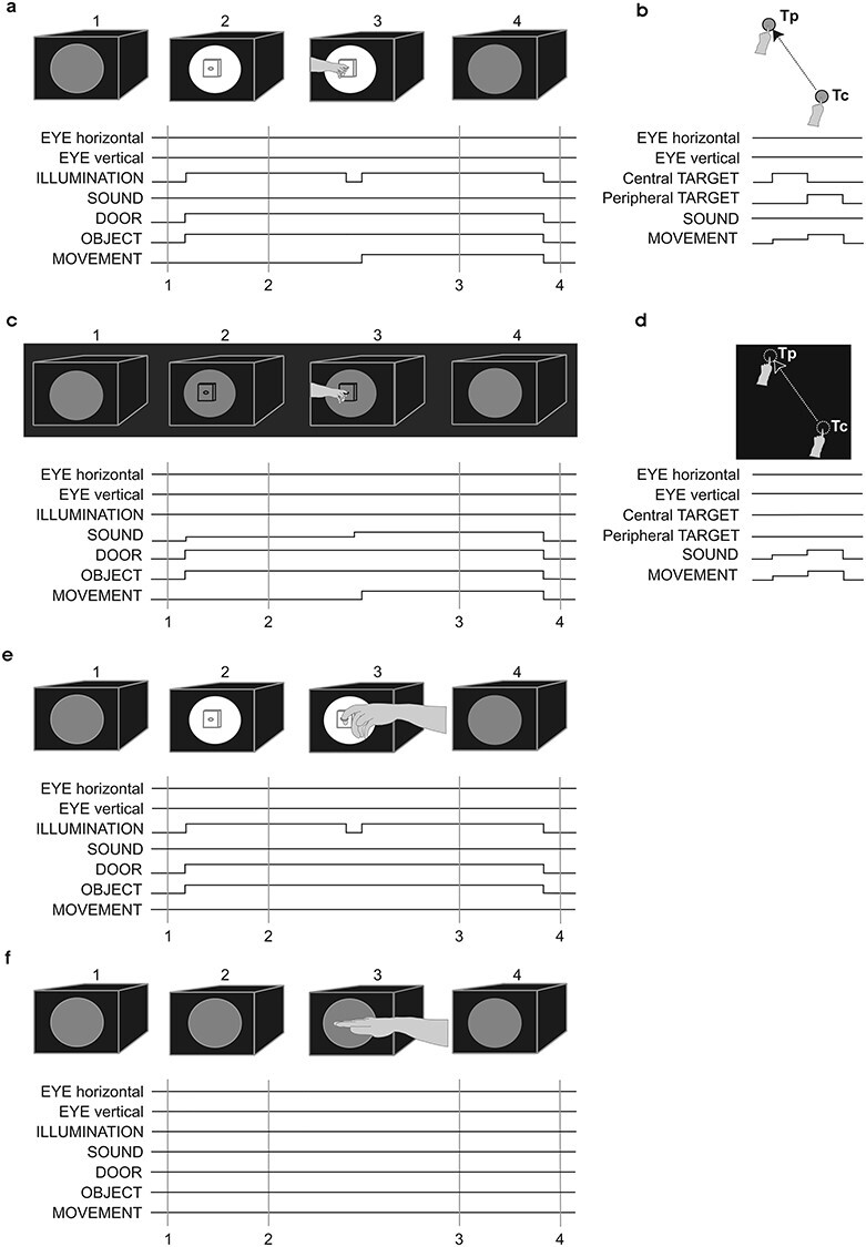 Functional Imaging of the Cerebellum during Action Execution and Observation.