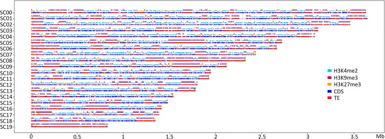 Genome-wide mapping of histone modifications during axenic growth in two species of Leptosphaeria maculans showing contrasting genomic organization.