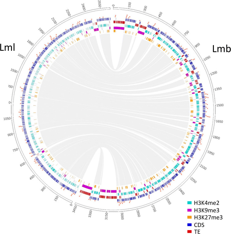 Genome-wide mapping of histone modifications during axenic growth in two species of Leptosphaeria maculans showing contrasting genomic organization.