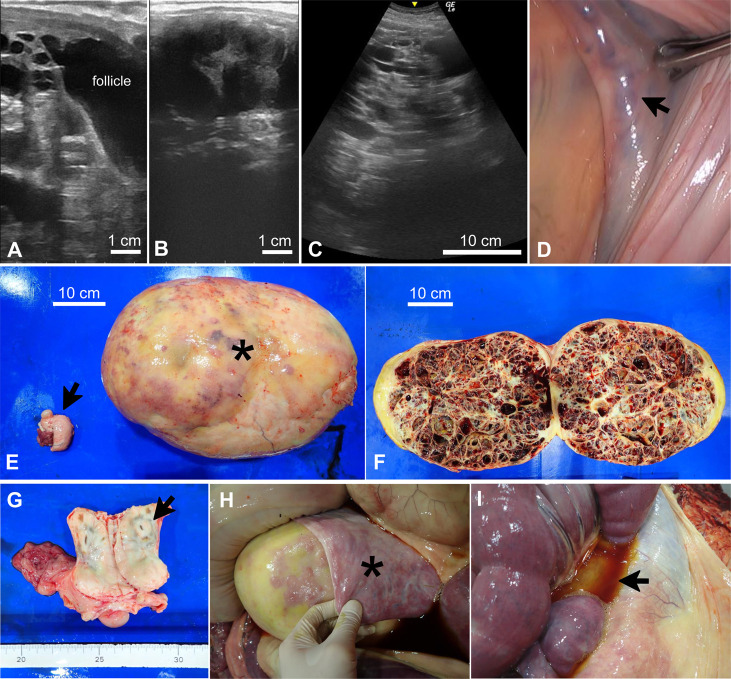 Case report: The case of a 17 kg ovarian granulosa cell tumor in a Breton draft mare.