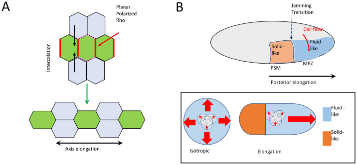 How adherens junctions move cells during collective migration.