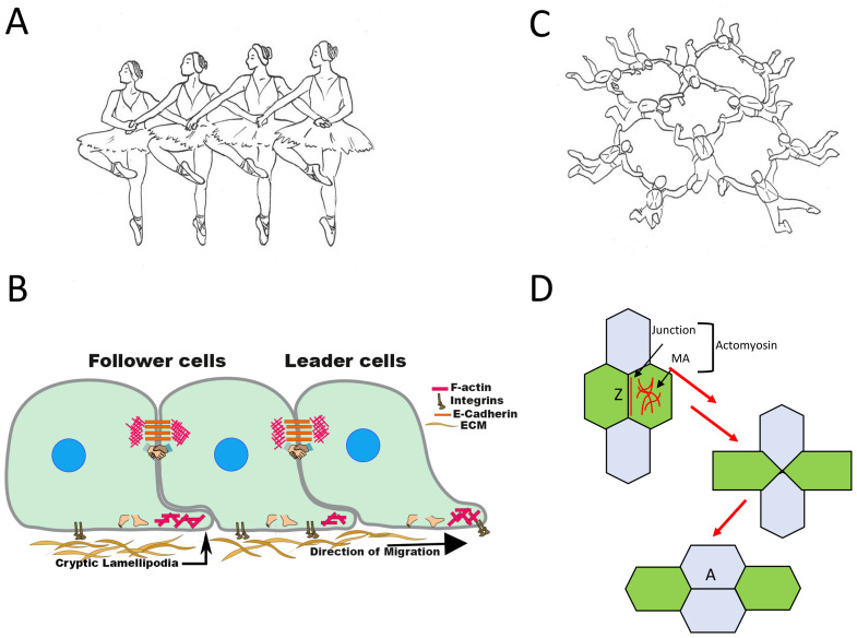 How adherens junctions move cells during collective migration.