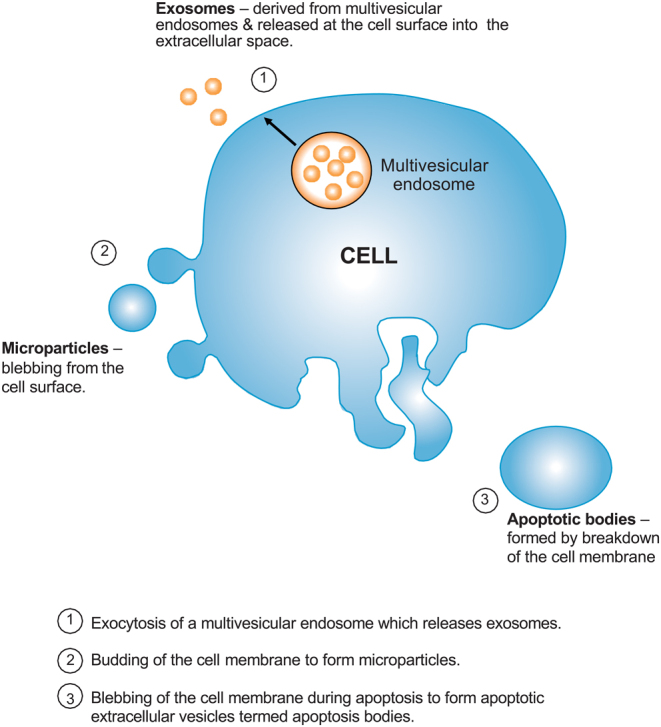 The transformative impact of extracellular vesicles on developing sperm.