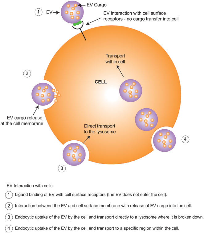 The transformative impact of extracellular vesicles on developing sperm.