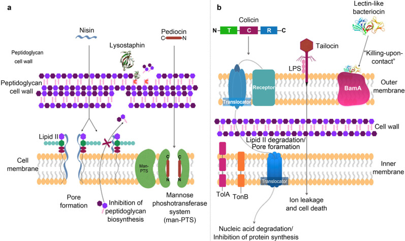 Emerging Applications of Bacteriocins as Antimicrobials, Anticancer Drugs, and Modulators of The Gastrointestinal Microbiota.